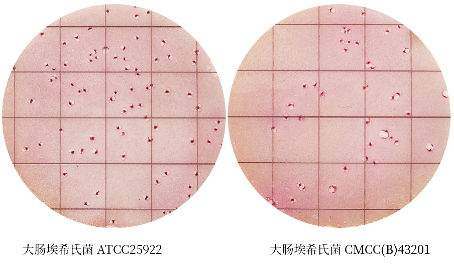 陸橋推出新大腸菌群測(cè)試片：符合GB4789.3-2025