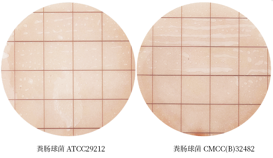 陸橋推出新大腸菌群測(cè)試片：符合GB4789.3-2025